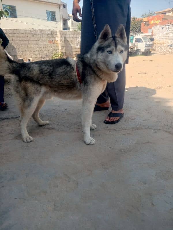 Siberian husky male contact on WhatsApp 03355312070 2