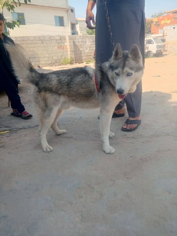 Siberian husky male contact on WhatsApp 03355312070 3