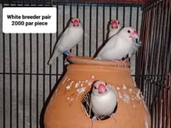 Bird java for sale 0321.7242445