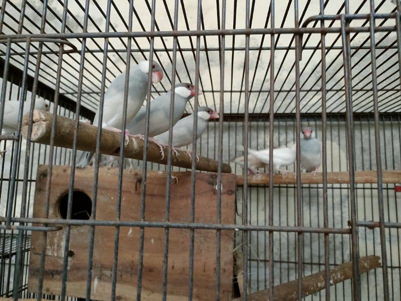 Bird java for sale 0321.7242445 5