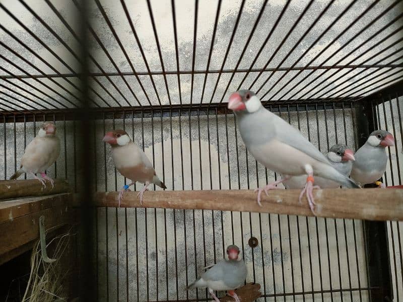 Bird java for sale 0321.7242445 6