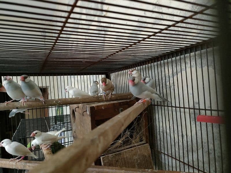 Bird java for sale 0321.7242445 9