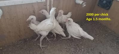 Mianwali Aseel lakha chicks & white heera chicks in white nok nali