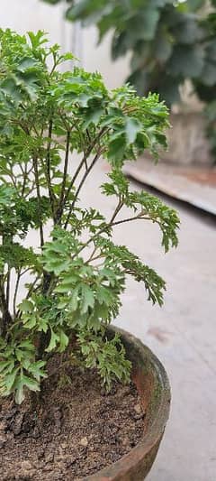 Ming Aralia 0