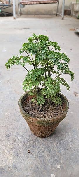 Ming Aralia 1