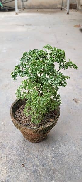 Ming Aralia 2