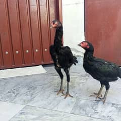 pure black O shamo hen's available for sale