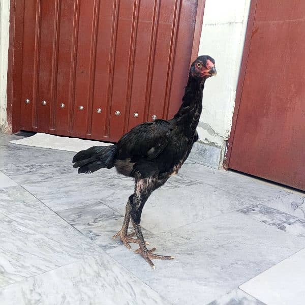 pure black O shamo hen's available for sale 1