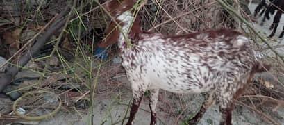 ek maki cheni pregnant bakri aur ek 6 month ka bakra