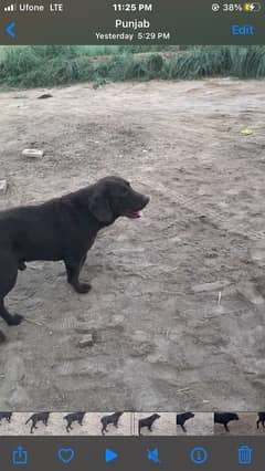 Male Labrador Heavybone Like as Lion