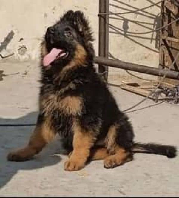 german dog puppy 1