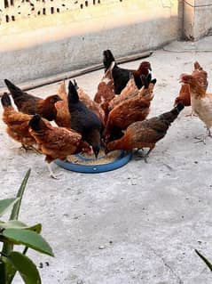 Golden misri hen | Desi Starter  hens 03459461070