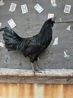 ayamcemani golden buff hen chicks