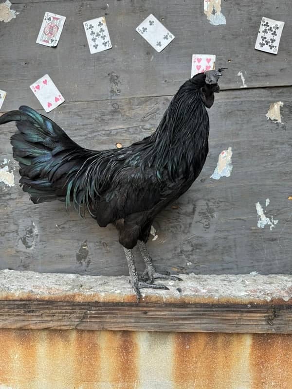 ayamcemani golden buff hen chicks 0