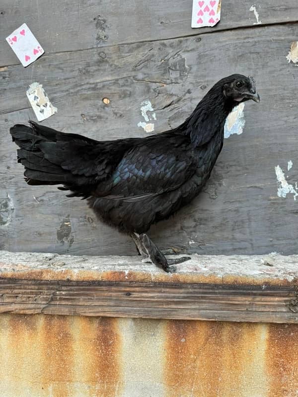 ayamcemani golden buff hen chicks 1