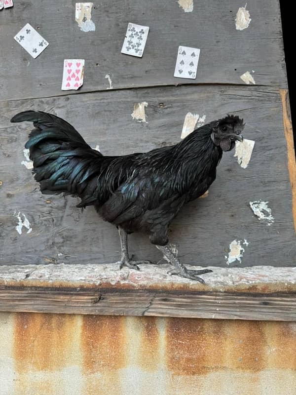 ayamcemani golden buff hen chicks 2