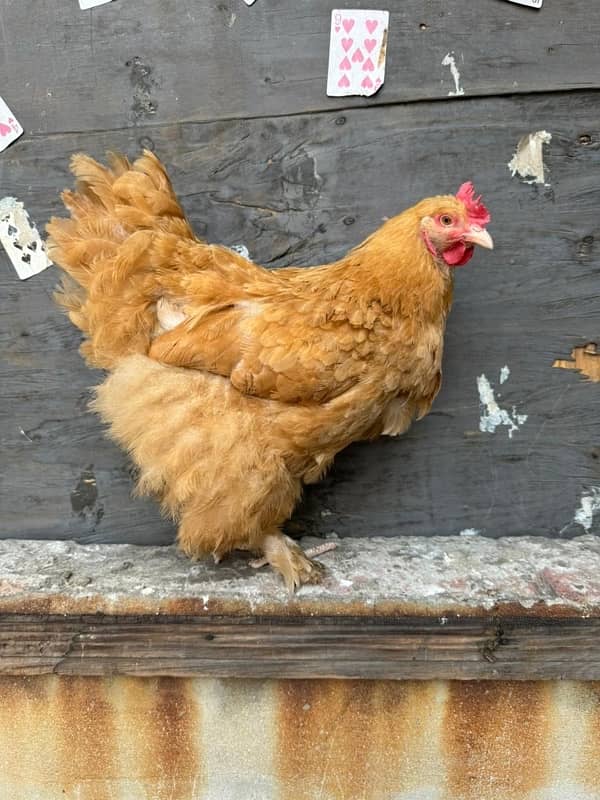 ayamcemani golden buff hen chicks 3