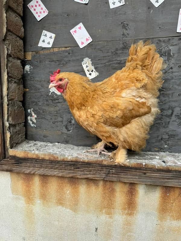 ayamcemani golden buff hen chicks 4