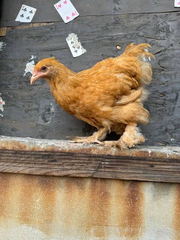 ayamcemani golden buff hen chicks 5