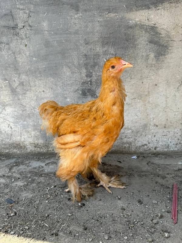 ayamcemani golden buff hen chicks 6