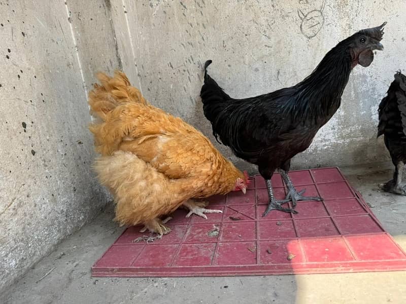 ayamcemani golden buff hen chicks 7