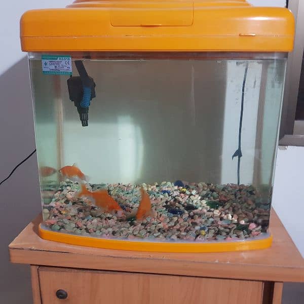 aquarium imported with carp fishes 2