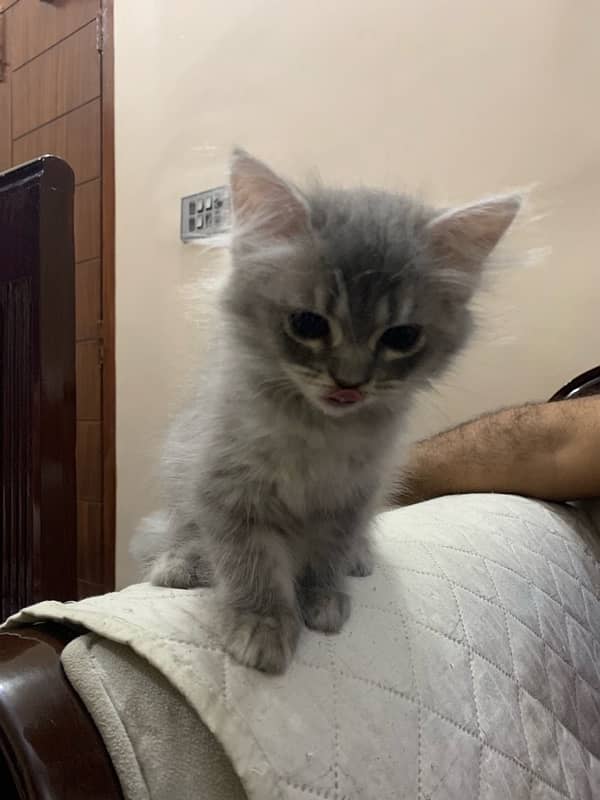 Persian Kittens Tripple Coated for Sale 1