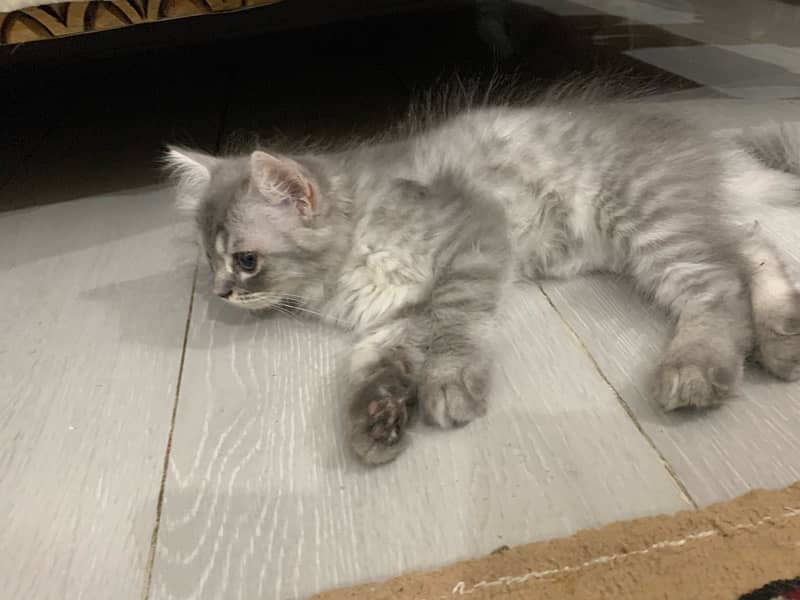 Persian Kittens Tripple Coated for Sale 2