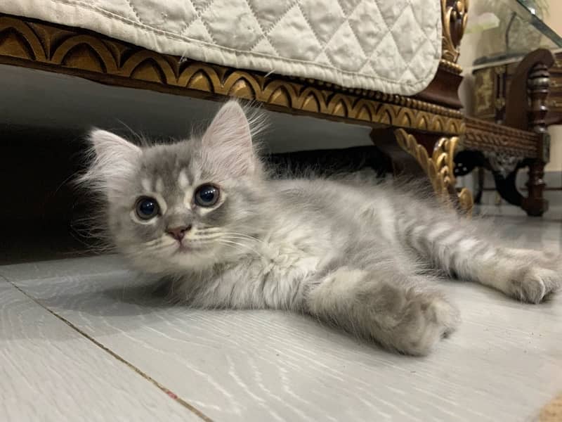 Persian Kittens Tripple Coated for Sale 4