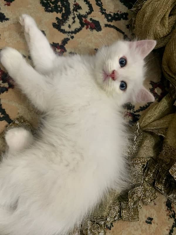 Persian Kittens Tripple Coated for Sale 5