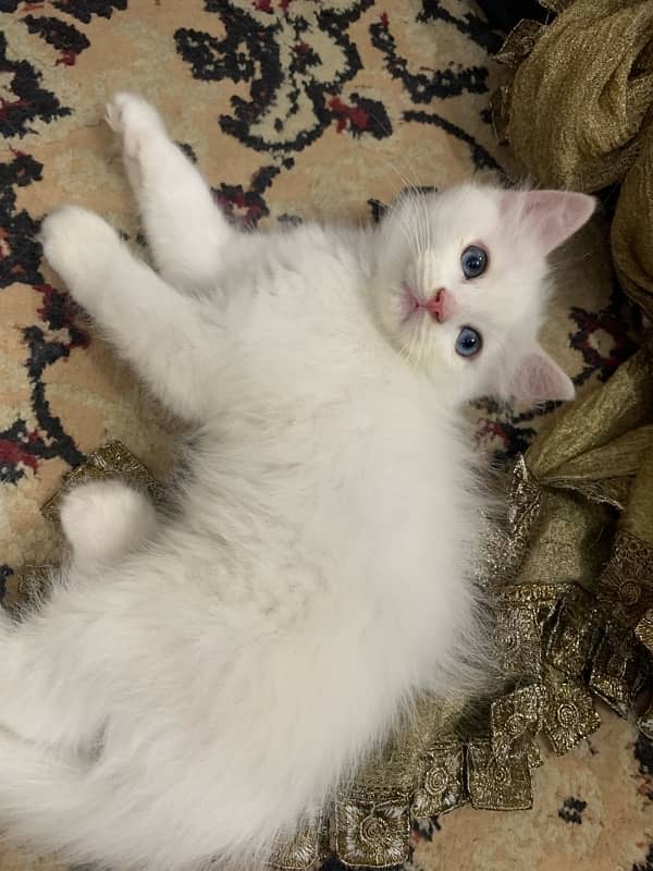 Persian Kittens Tripple Coated for Sale 6