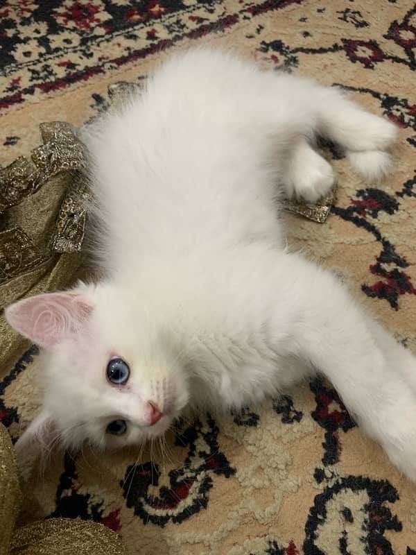 Persian Kittens Tripple Coated for Sale 7