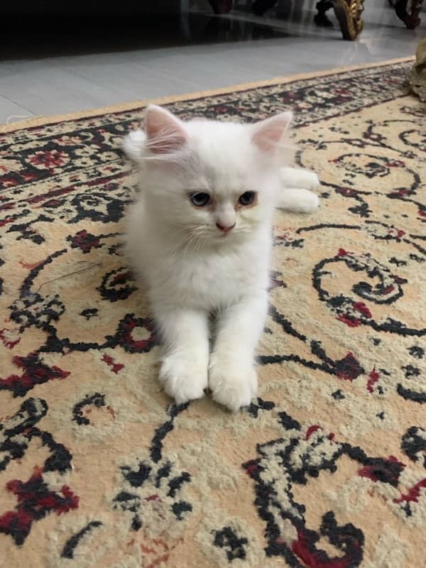 Persian Kittens Tripple Coated for Sale 9