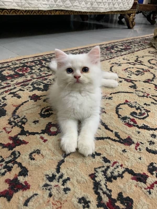 Persian Kittens Tripple Coated for Sale 10