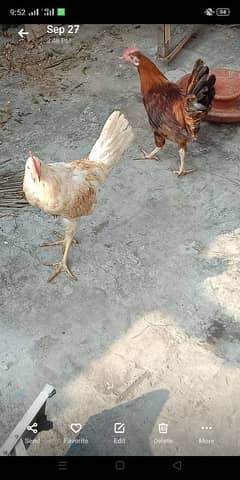 2 Roster Available for sale or exchange with hens