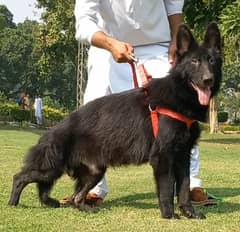 German shepherd 3riple coat male for sale