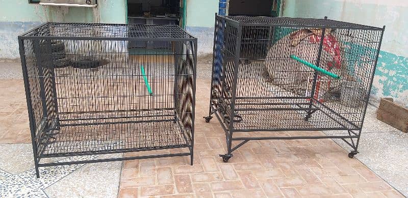 Raw & Grey Parrots Cages 2