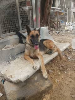 German shepherd Dog 2 yrs Age Female