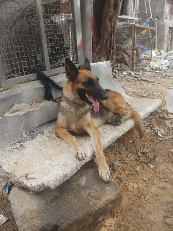 German shepherd Dog 2 yrs Age Female 1