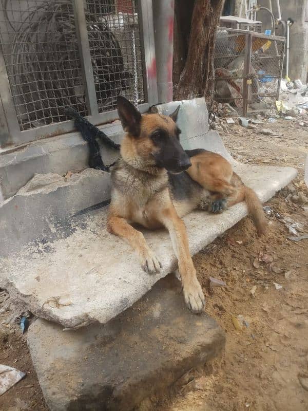 German shepherd Dog 2 yrs Age Female 2