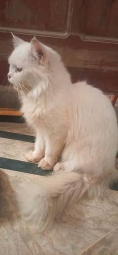 Persian Male Cate