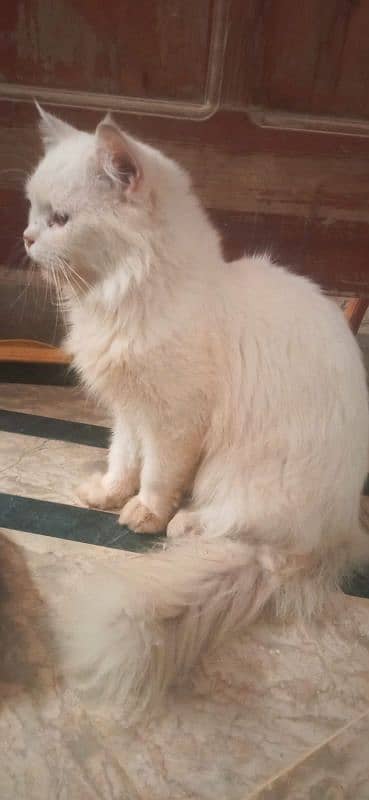 Persian Male Cate 0