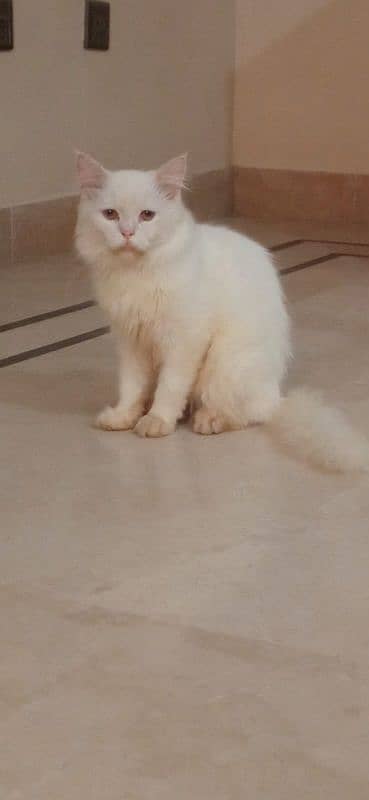 Persian Male Cate 1