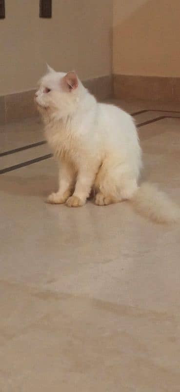 Persian Male Cate 3