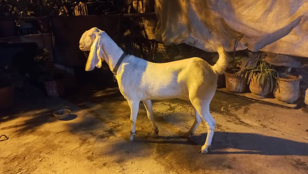 Gulabi Rajanpuri female goat 0