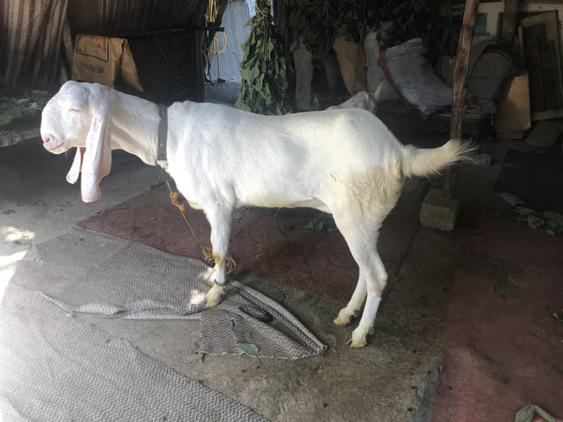 Gulabi Rajanpuri female goat 1