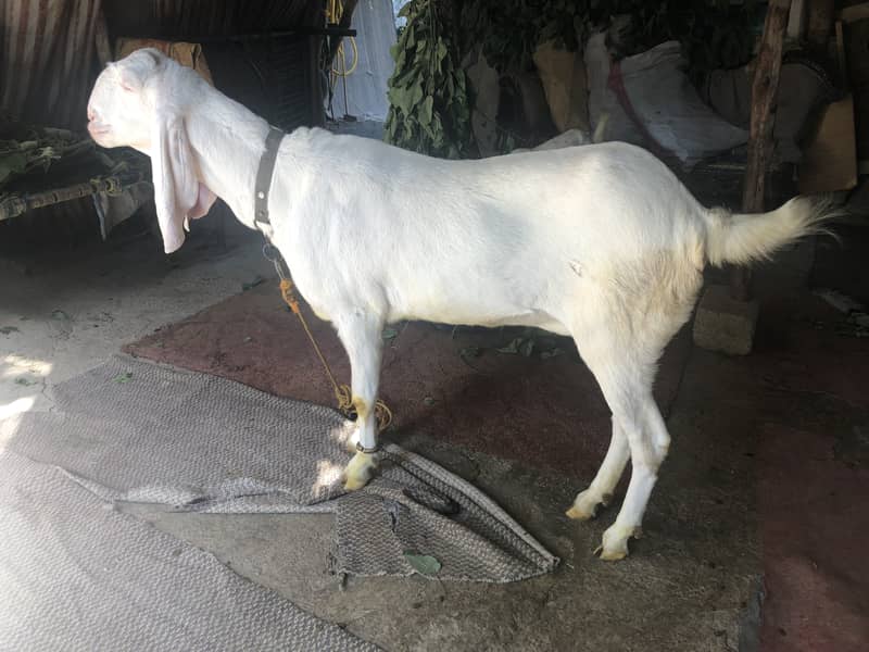 Gulabi Rajanpuri female goat 2