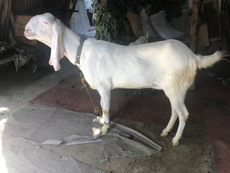 Gulabi Rajanpuri female goat 3