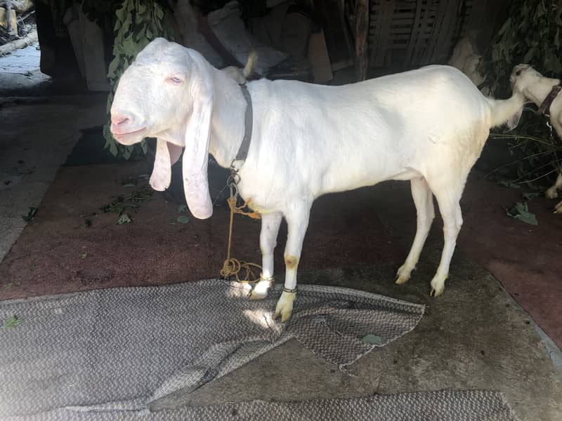 Gulabi Rajanpuri female goat 4