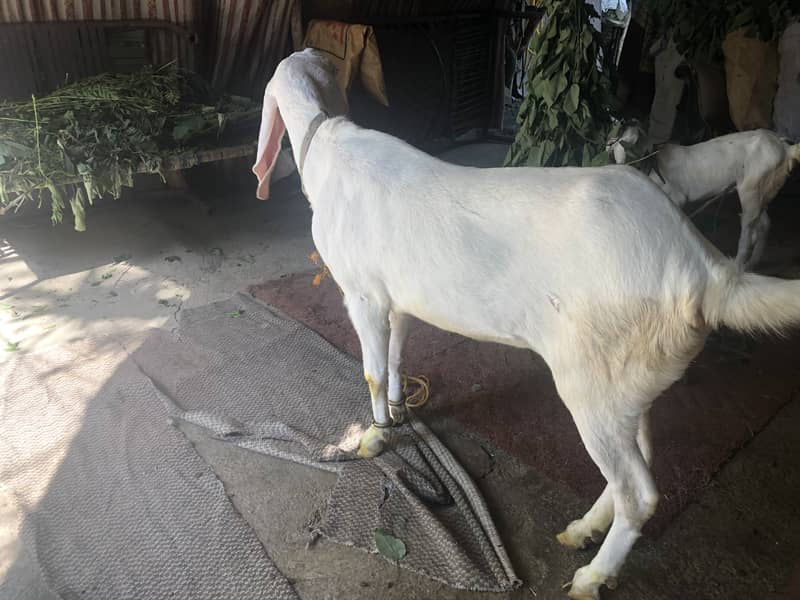 Gulabi Rajanpuri female goat 5